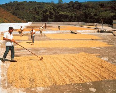 Drying coffee beans