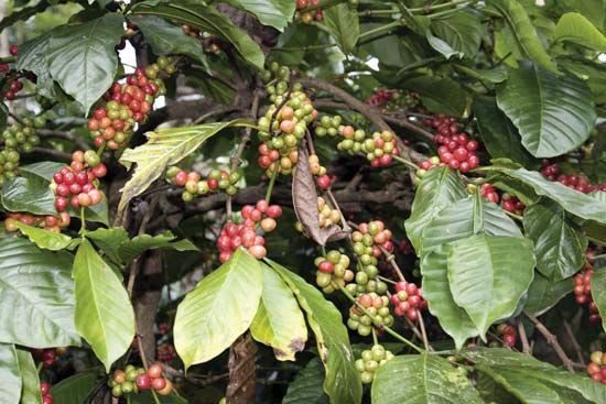 Coffee cherries