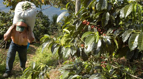 Coffee plantation